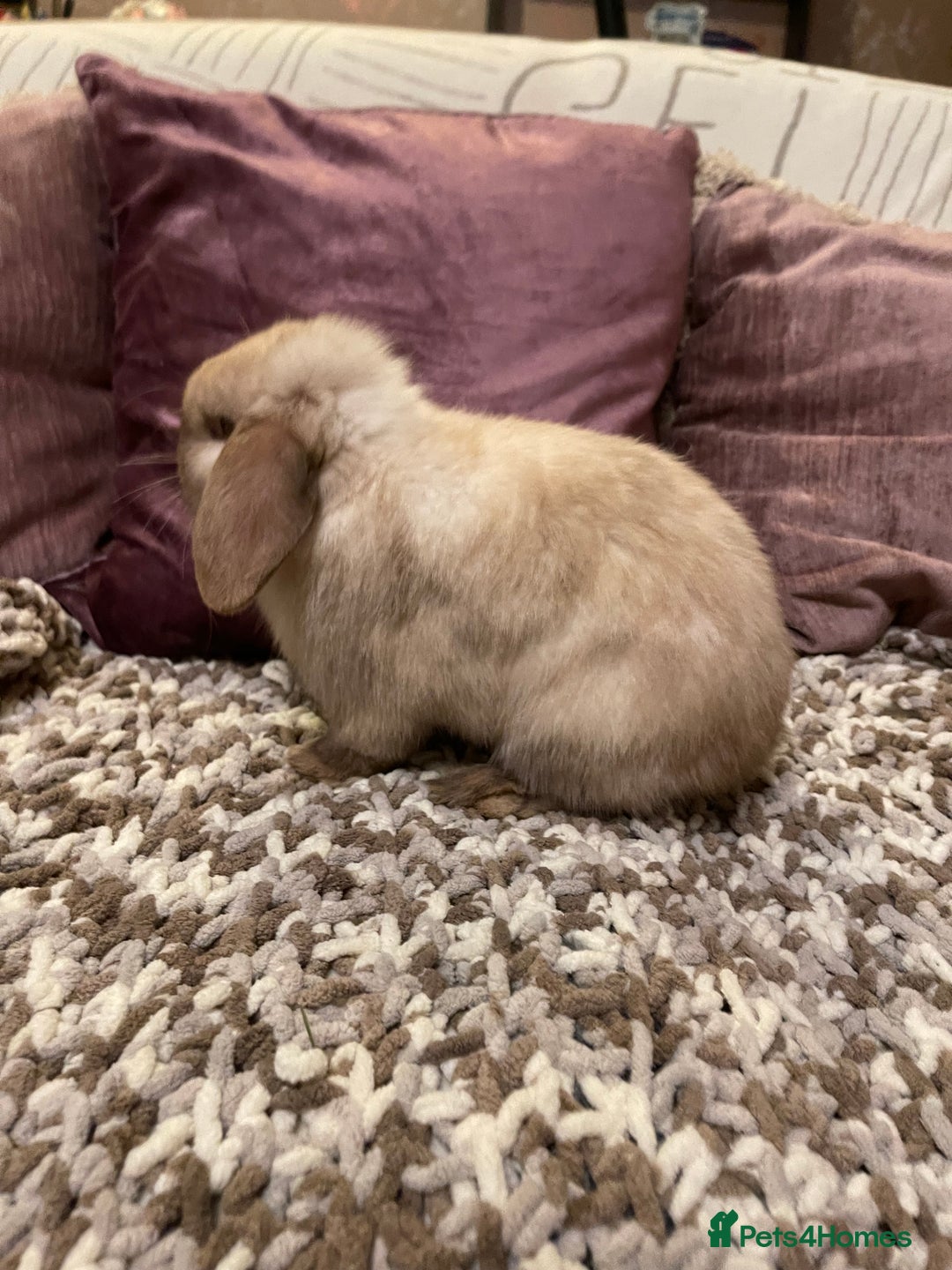 Mini Lop rabbits for sale: 2 male mini lops rabbits for sale - Advert 1