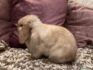 Mini Lop rabbits 2 male mini lops rabbits for sale - Advert 3