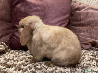 Mini Lop rabbits 2 male mini lops rabbits for sale - Advert 3