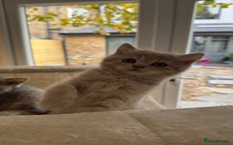 Scottish Fold cats for sale: Pedigree Scottish fold and straight kittens - Image 14