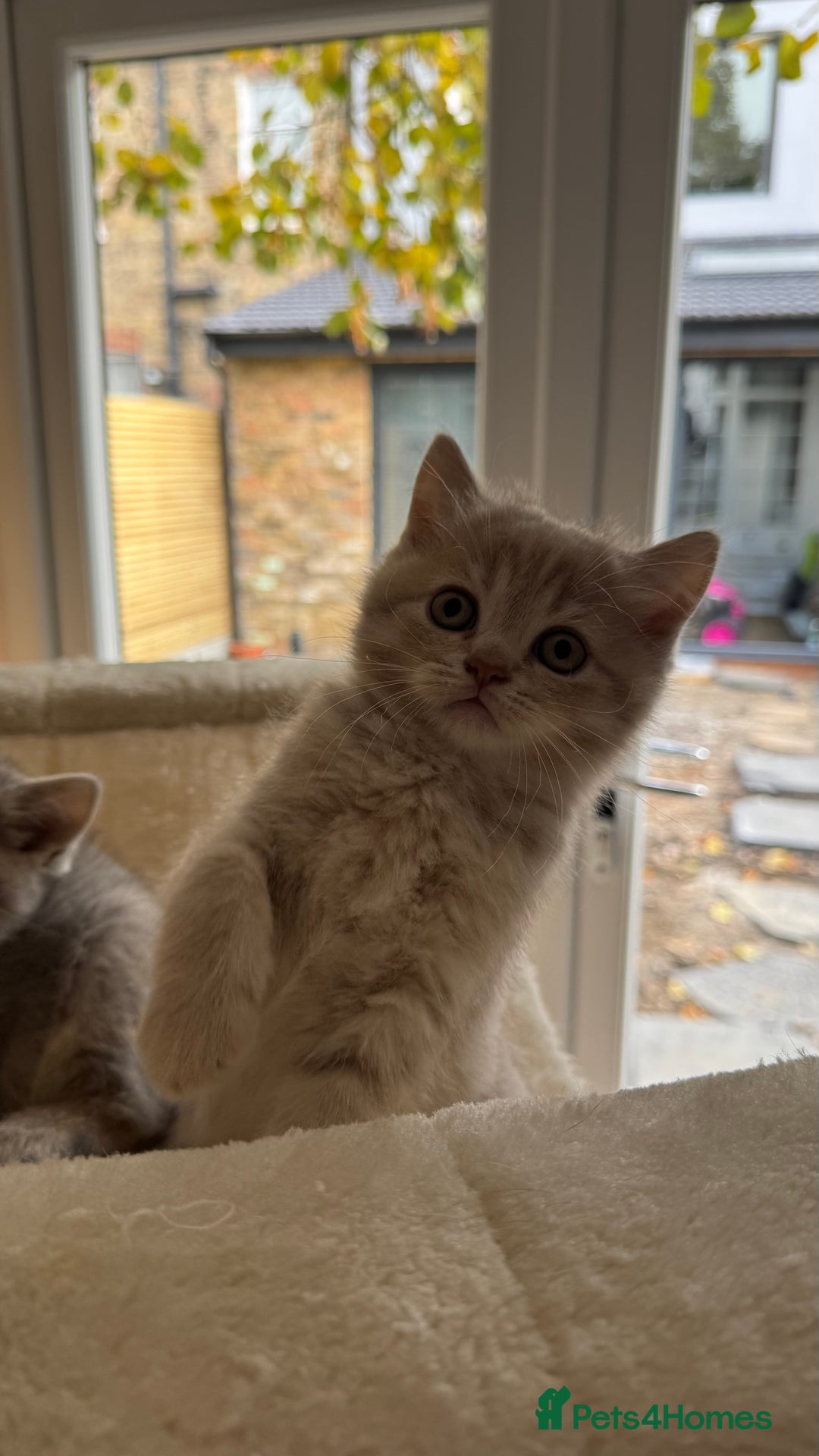 Scottish Fold cats for sale: Pedigree Scottish fold and straight kittens - Image 14