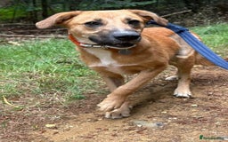 Mixed Breed dogs for adoption: Laska - Norwich Norfolk  - Image 9