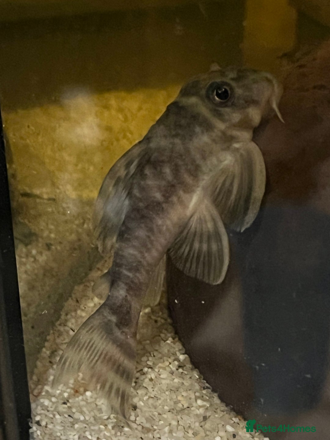 Plecos fish for sale: L333 Gurupa Rare! 9 adults.  - Image 3