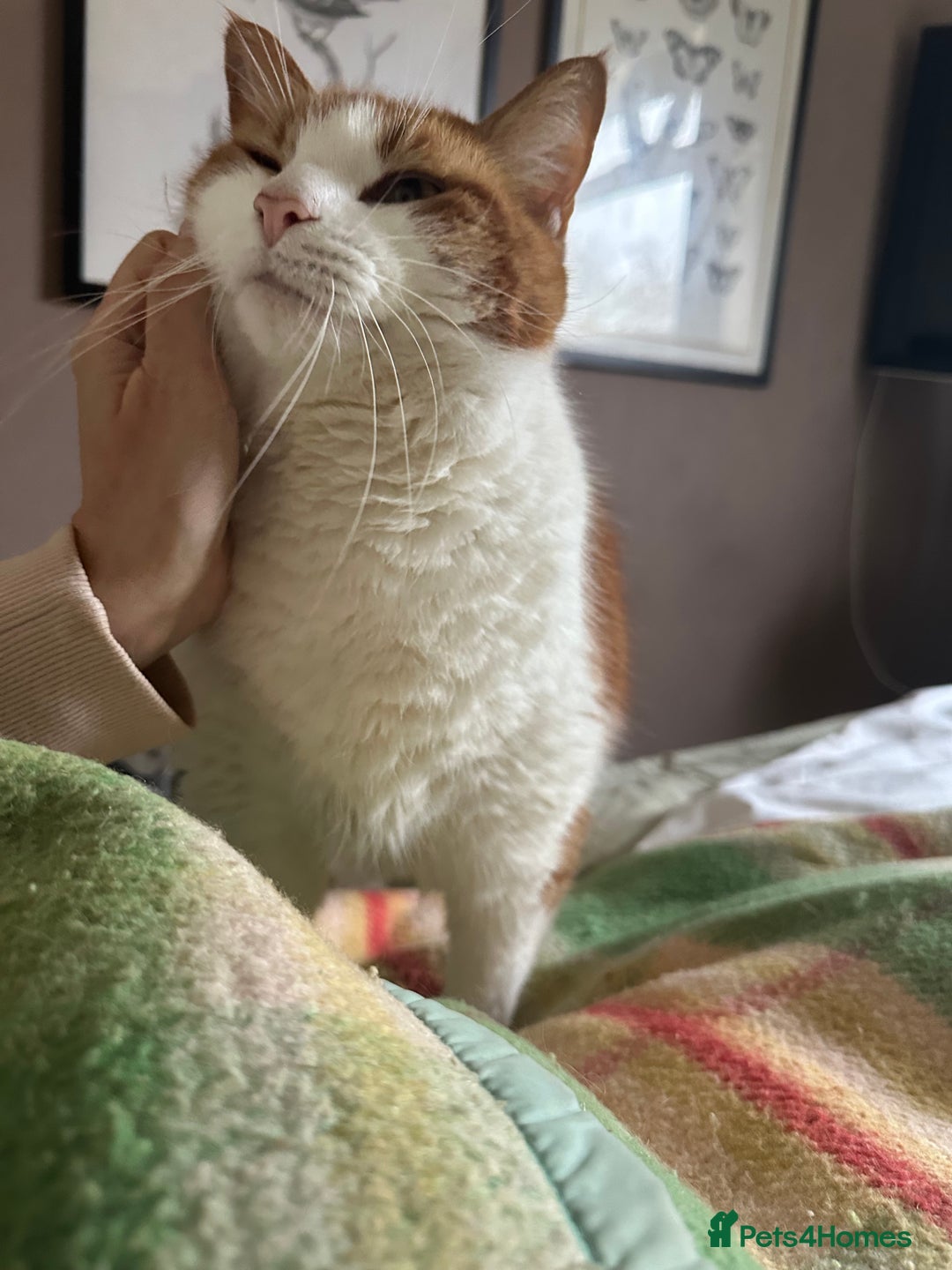 Domestic Shorthair cats for sale: Momie the Foodie - Advert 15