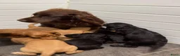 Cocker Spaniel dogs for sale: Cocker spaniel puppies  in Birmingham - Advert 8