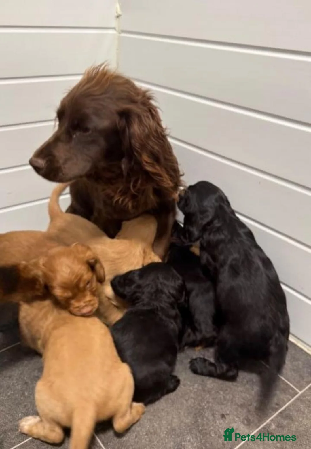 Cocker Spaniel dogs for sale: Cocker spaniel puppies  in Birmingham - Advert 8