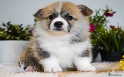 Welsh Corgi Pembroke dogs for sale: Welsh Corgi (Pembroke) - Image 9