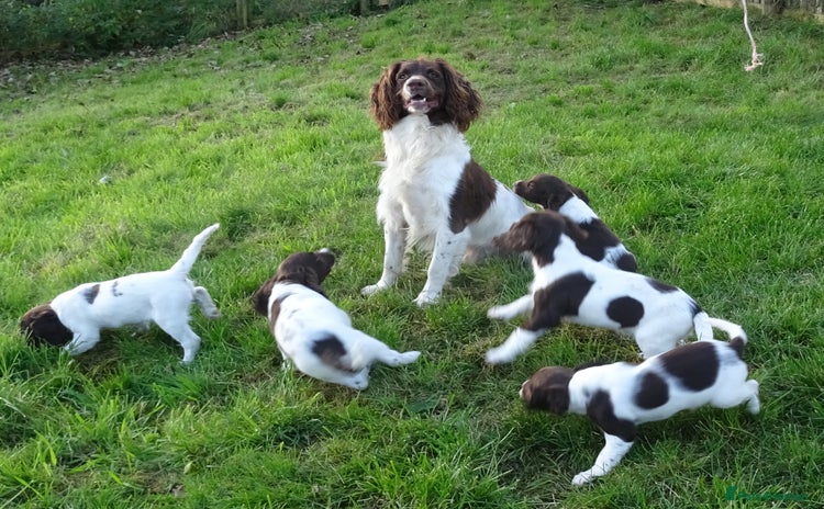 English Springer Spaniel dogs - Advert 1