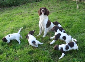 English Springer Spaniel dogs - Advert 6