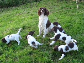 English Springer Spaniel dogs - Advert 6