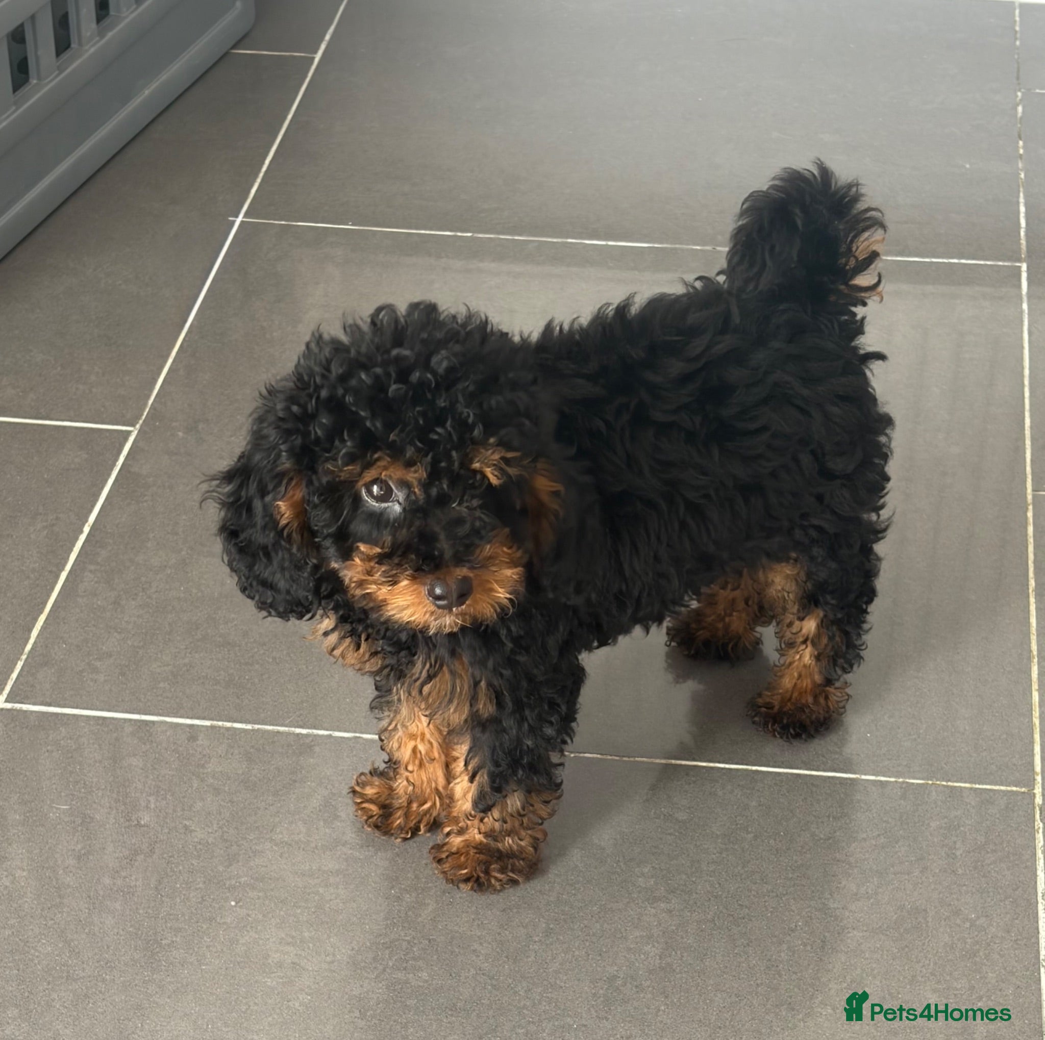 Toy Poodle dogs Black & tan toy poodle boy puppy - Advert 2