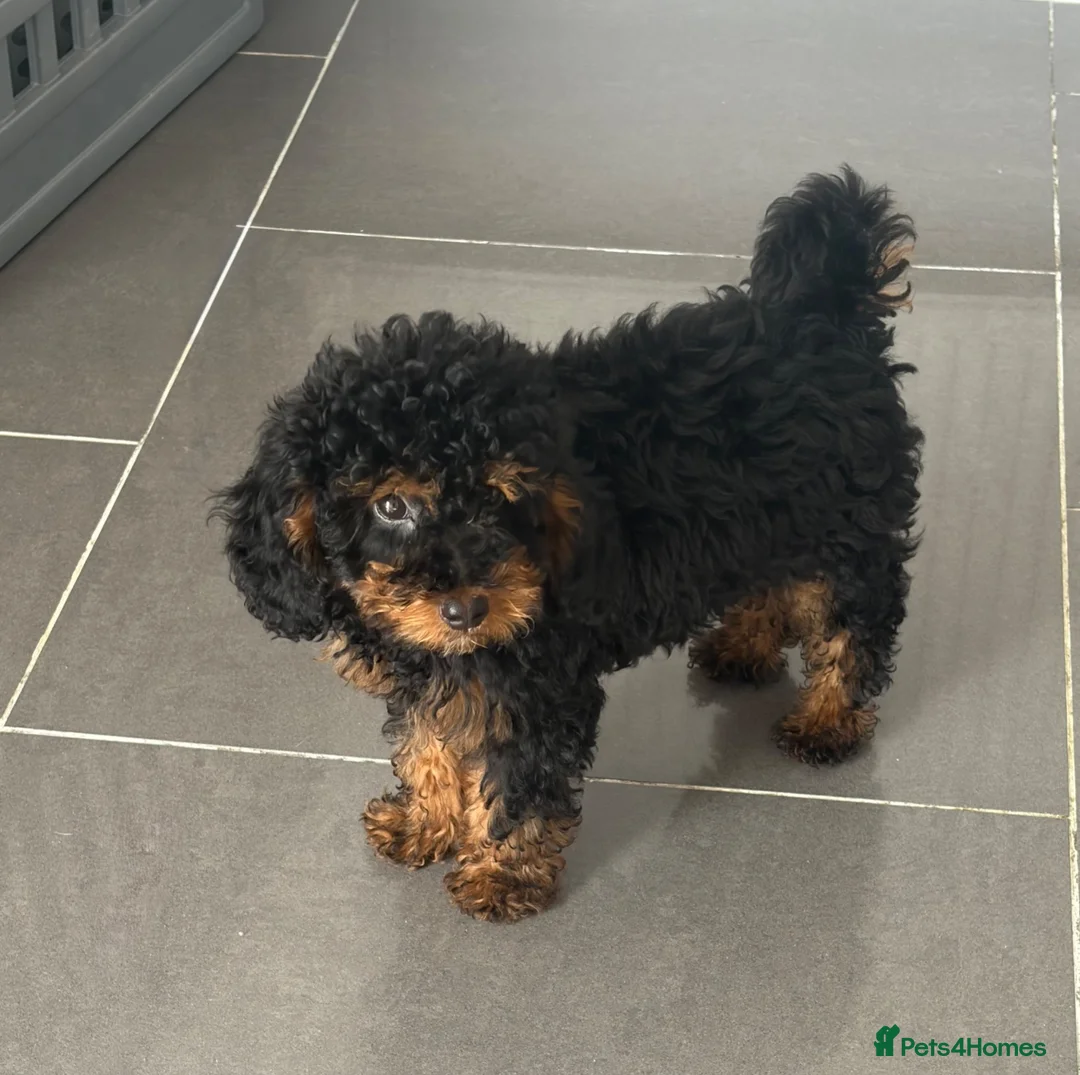Toy Poodle dogs for sale: Black & tan toy poodle boy puppy - Advert 2