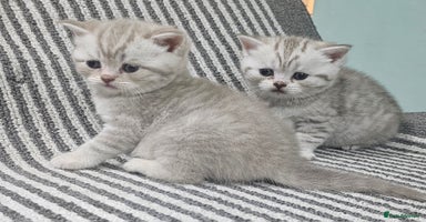British Shorthair cats - Advert 10
