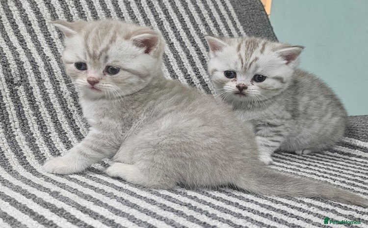 British Shorthair cats - Advert 2