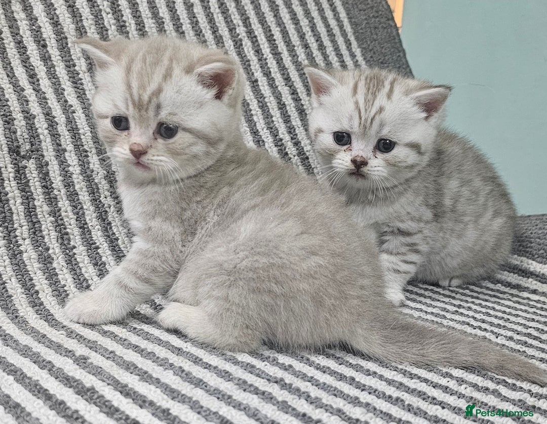 British Shorthair cats for sale: Beautiful silver tabby british shorthair kittens  - Image 4