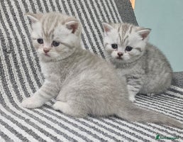 British Shorthair cats - Advert 1