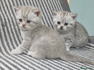 British Shorthair cats - Advert 2