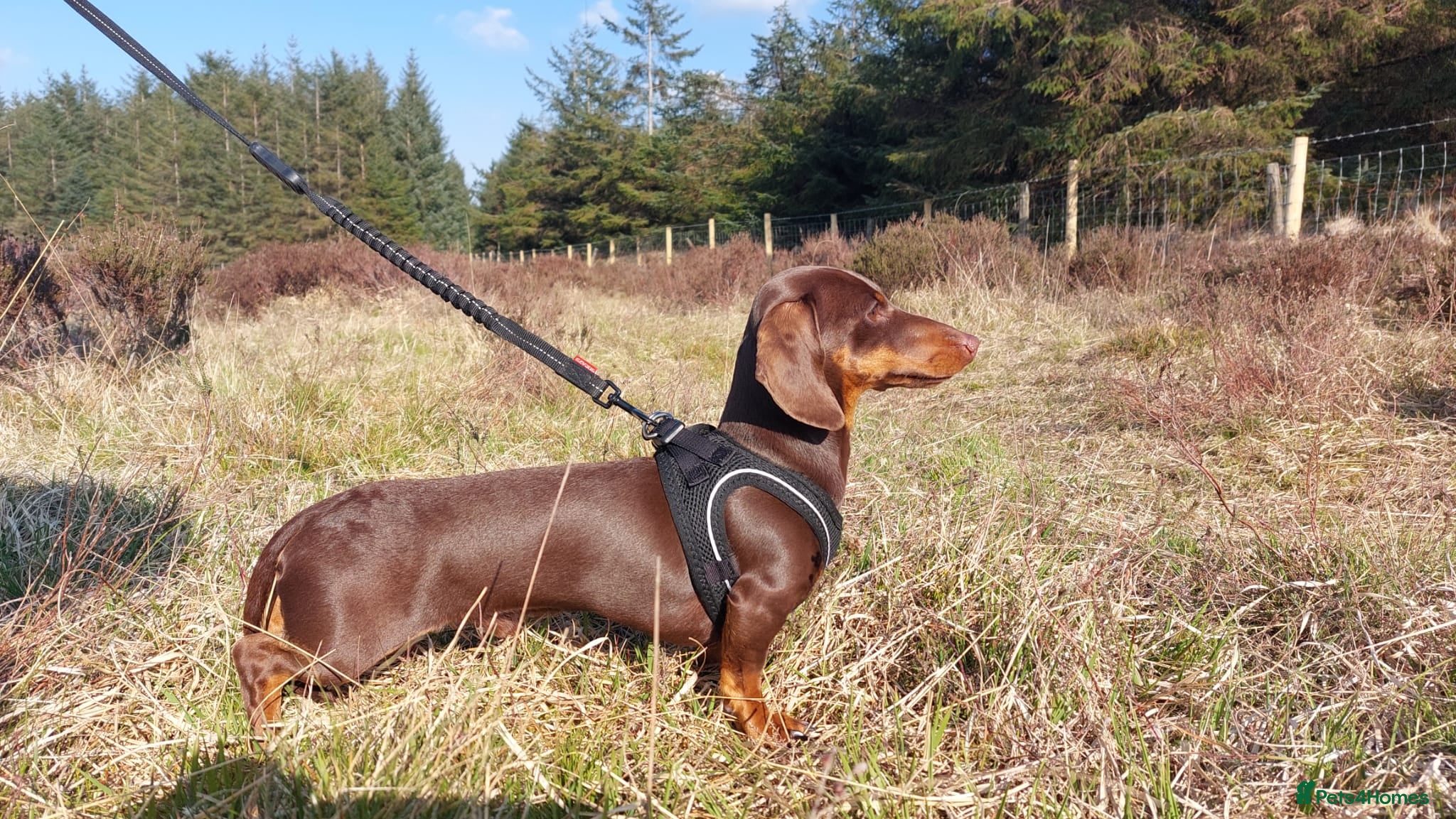 Miniature Dachshund dogs Kc reg. Stud Boy 3.5kg (PRA clear) in Bradford - Advert 20