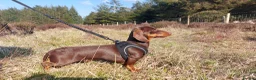Miniature Dachshund dogs for stud: Kc reg. Stud Boy 3.5kg (PRA clear) in Bradford - Advert 1