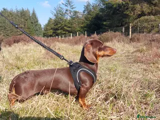 Miniature Dachshund dogs Kc reg. Stud Boy 3.5kg (PRA clear) in Bradford - Advert 23