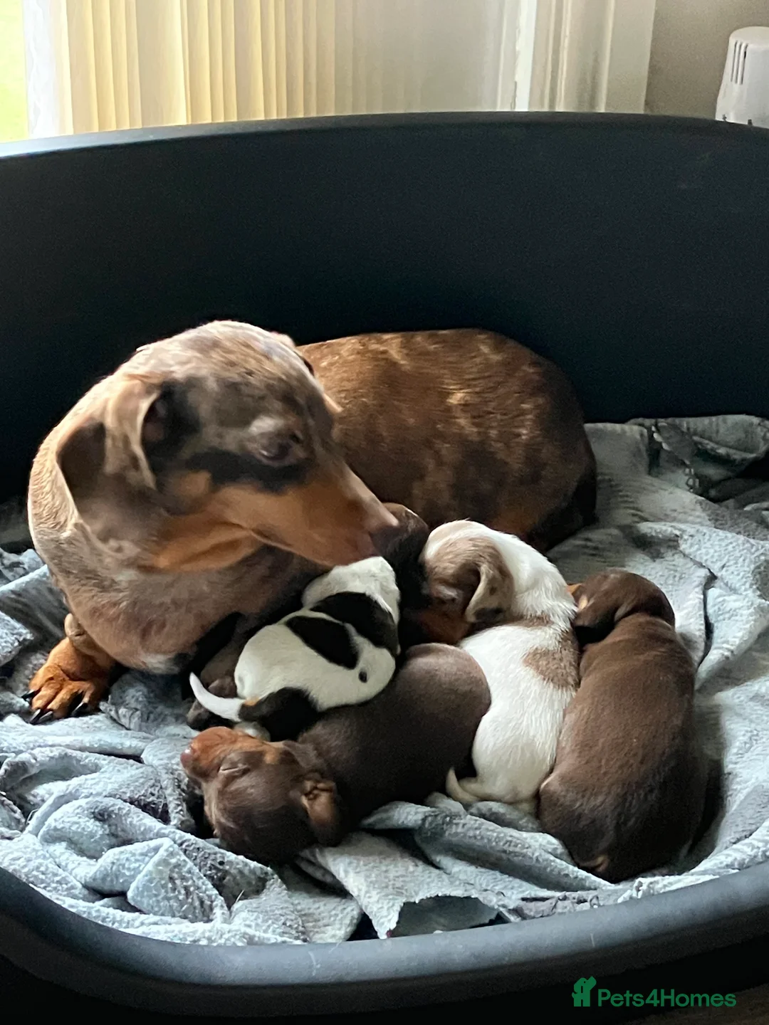 Miniature Dachshund dogs for sale: KC Registered Miniature Smooth Dachshund Puppies   - Advert 16