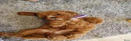 Cavapoo dogs for sale: 💖BEAUTIFUL LICENSED-BRED CAVAPOOS💖 - Advert 13