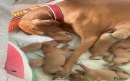 Hungarian Vizsla dogs for sale: 9 adorable Hungarian vizslas for sale - Image 5