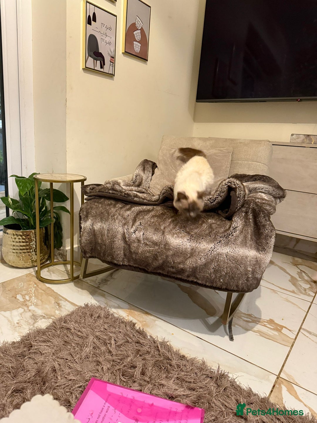 Ragdoll cats for sale: Beautiful 1.5 Year Ragdoll Female Cat - Advert 3