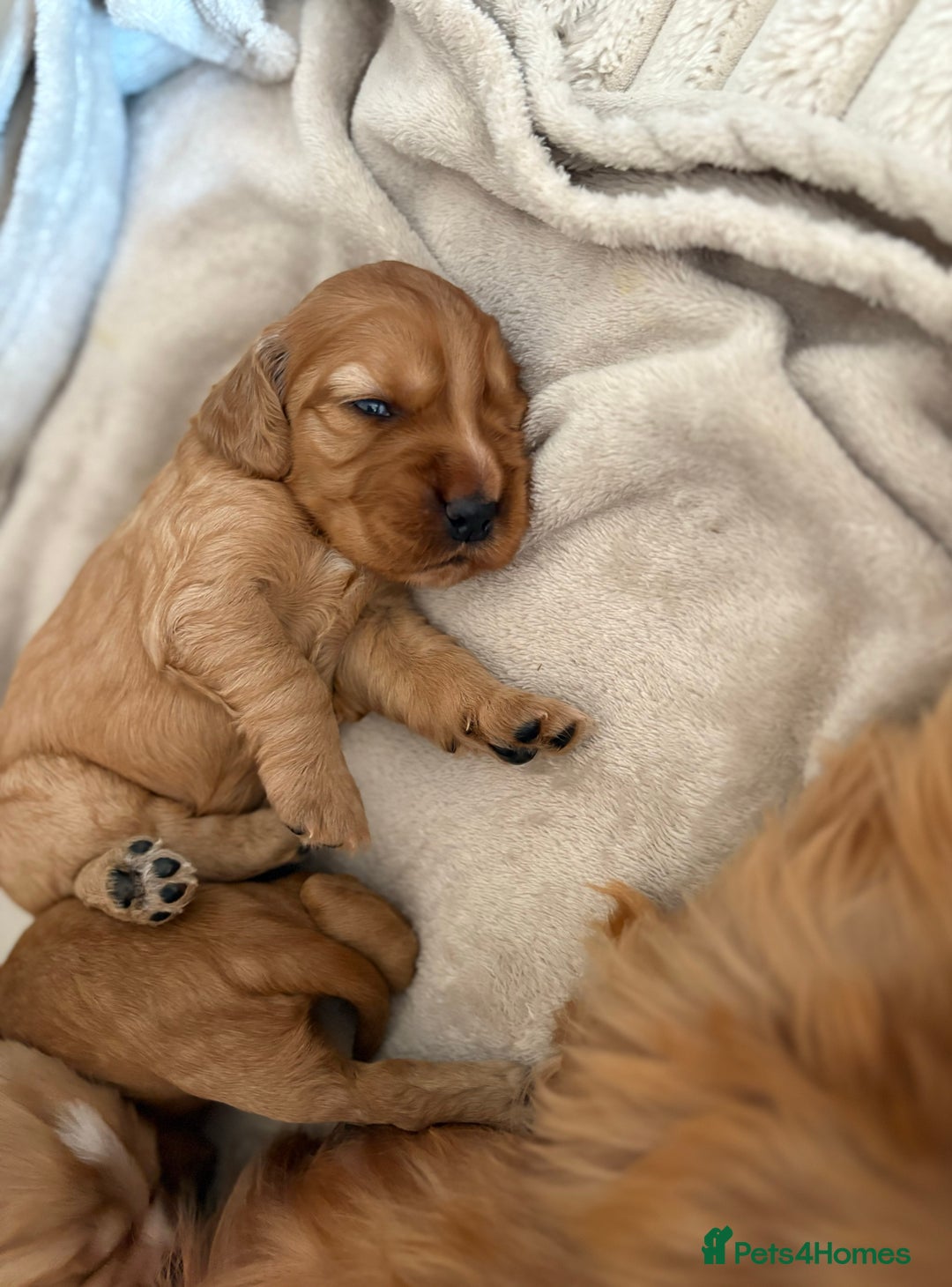 Cocker Spaniel dogs for sale: 3 beautiful cocker spaniel puppies  - Image 5