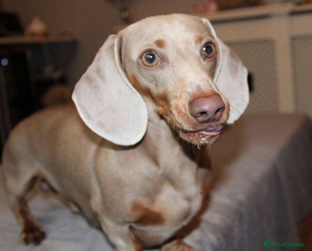 Dachshund dogs for sale: Miniature Dachshund Puppies for Sale - Image 9