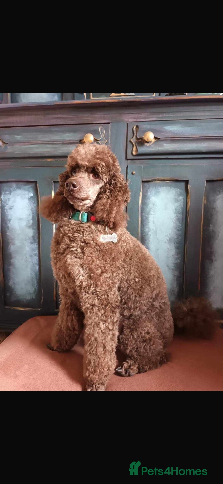 Miniature Poodle dogs for stud: Quality Kennel Club registered 5 generation Poodle - Advert 1