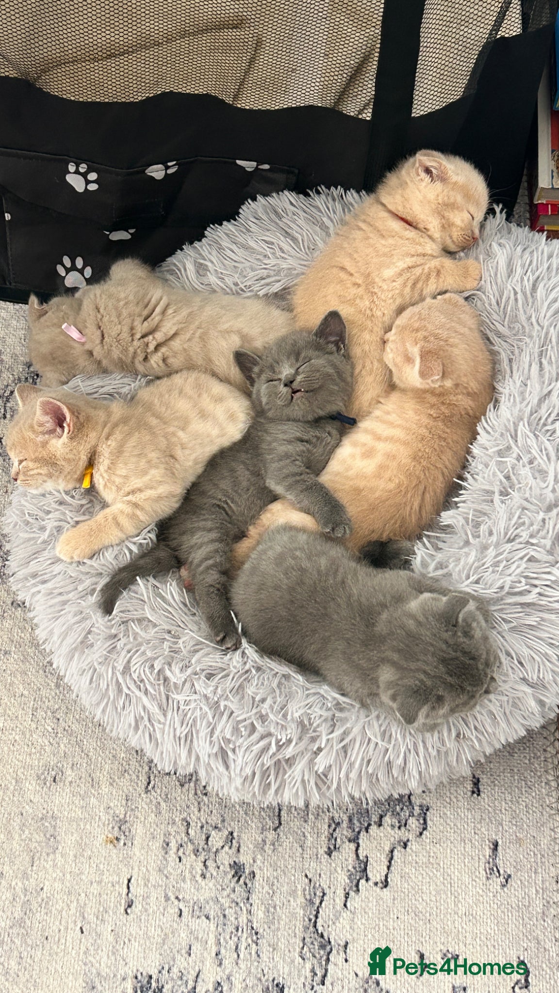 Scottish Fold cats Six Stunning Scottish Fold Kittens  - Advert 1