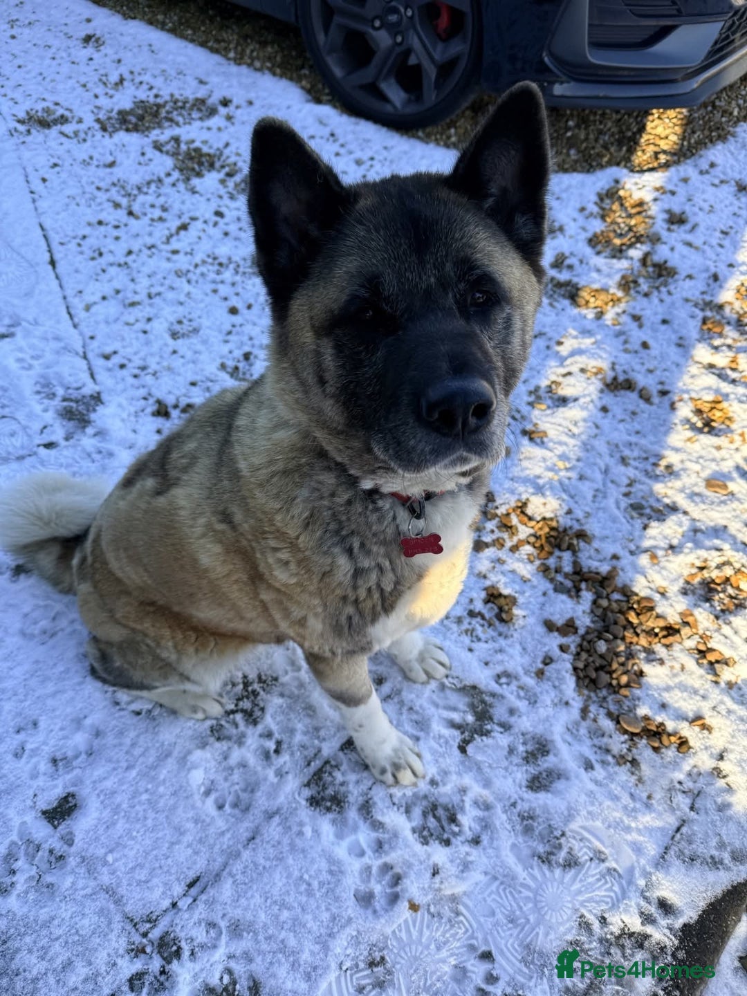 Akita dogs for adoption: Misty - Advert 1