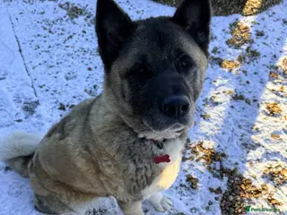 Akita dogs Misty - Advert 1