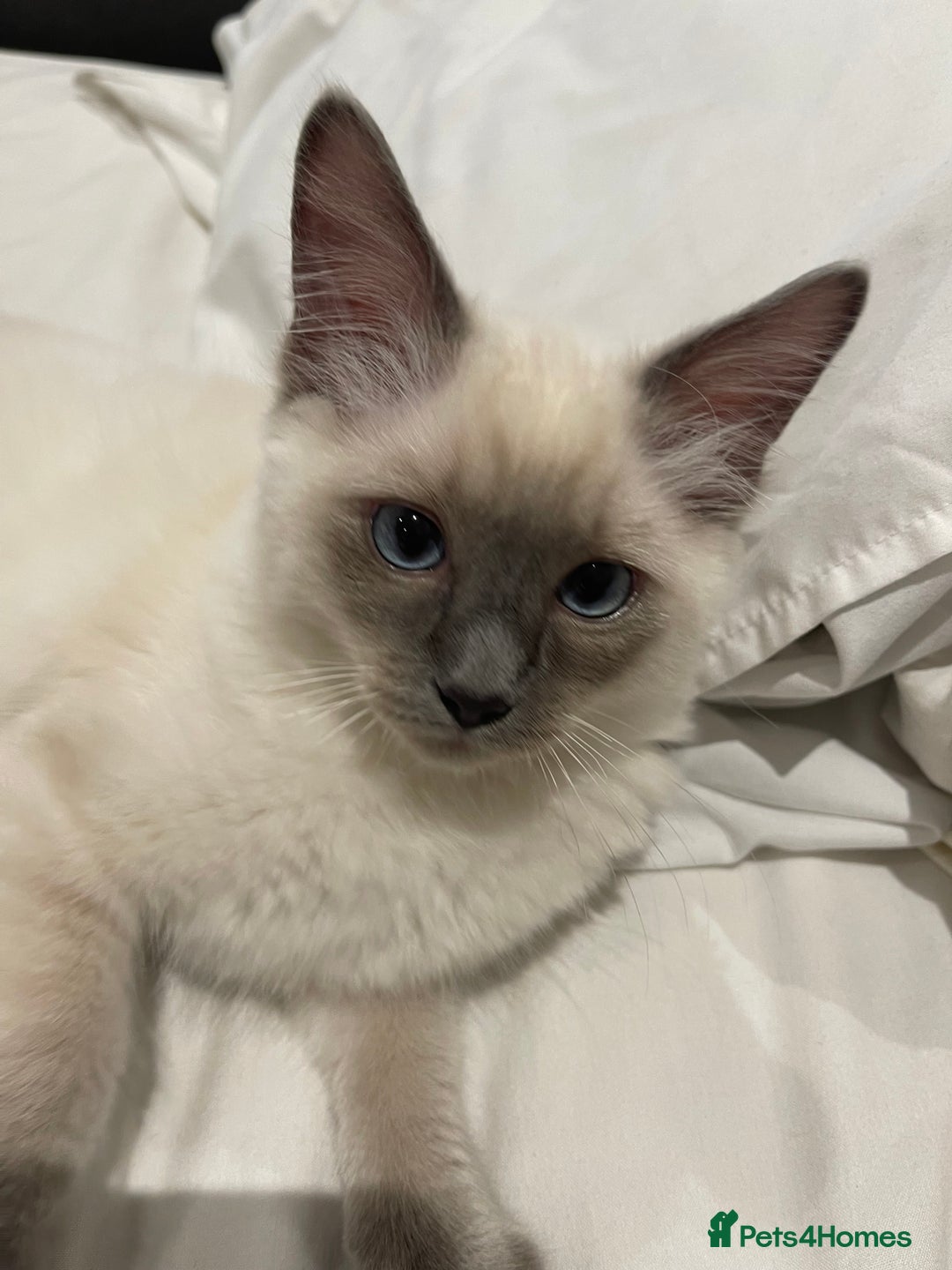 Ragdoll cats for sale: 🐾 Ragdoll Kittens Ready for Their Forever Homes  - Image 8