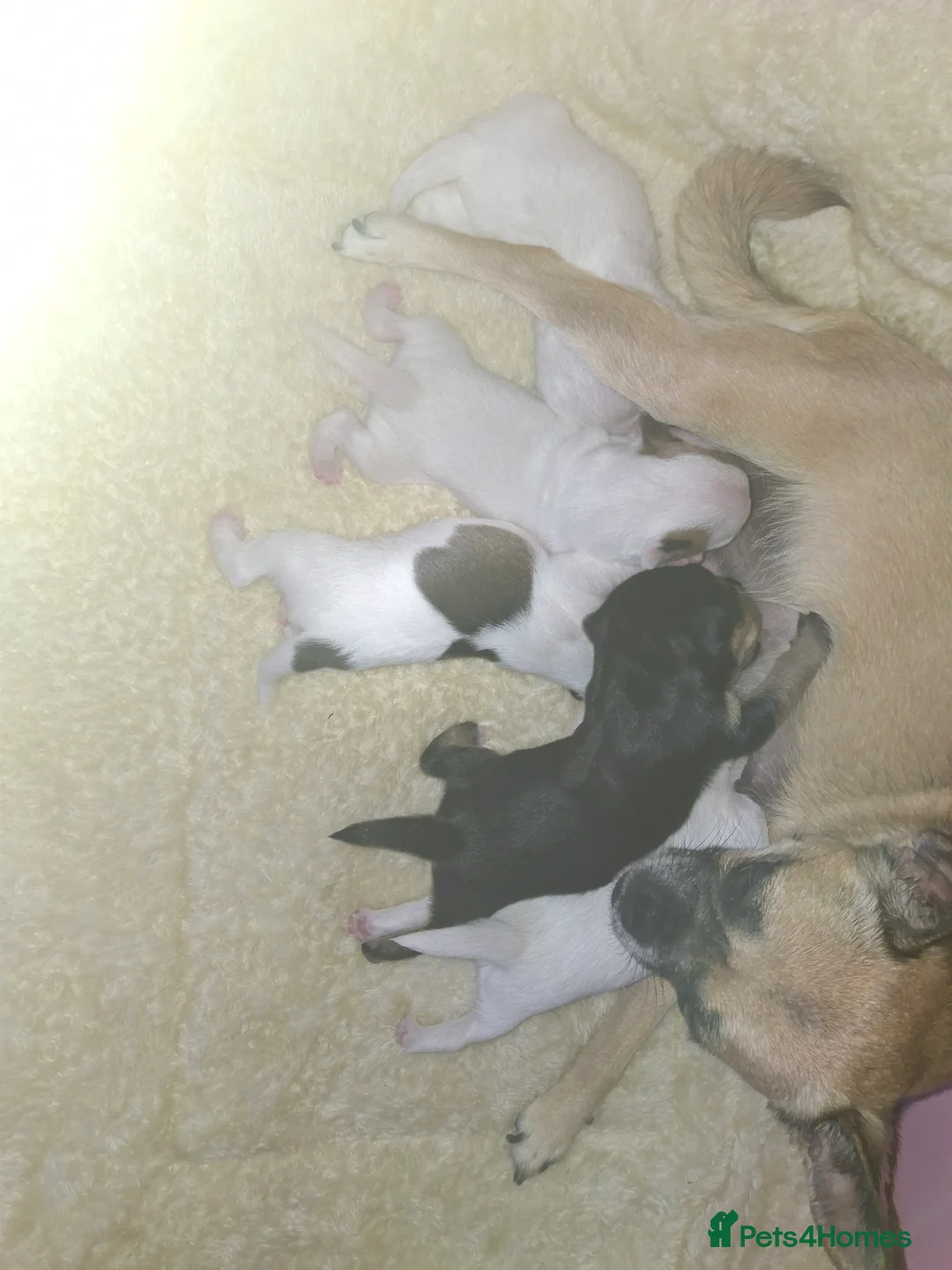 Mixed Breed dogs for sale: Jug puppies  - Advert 2