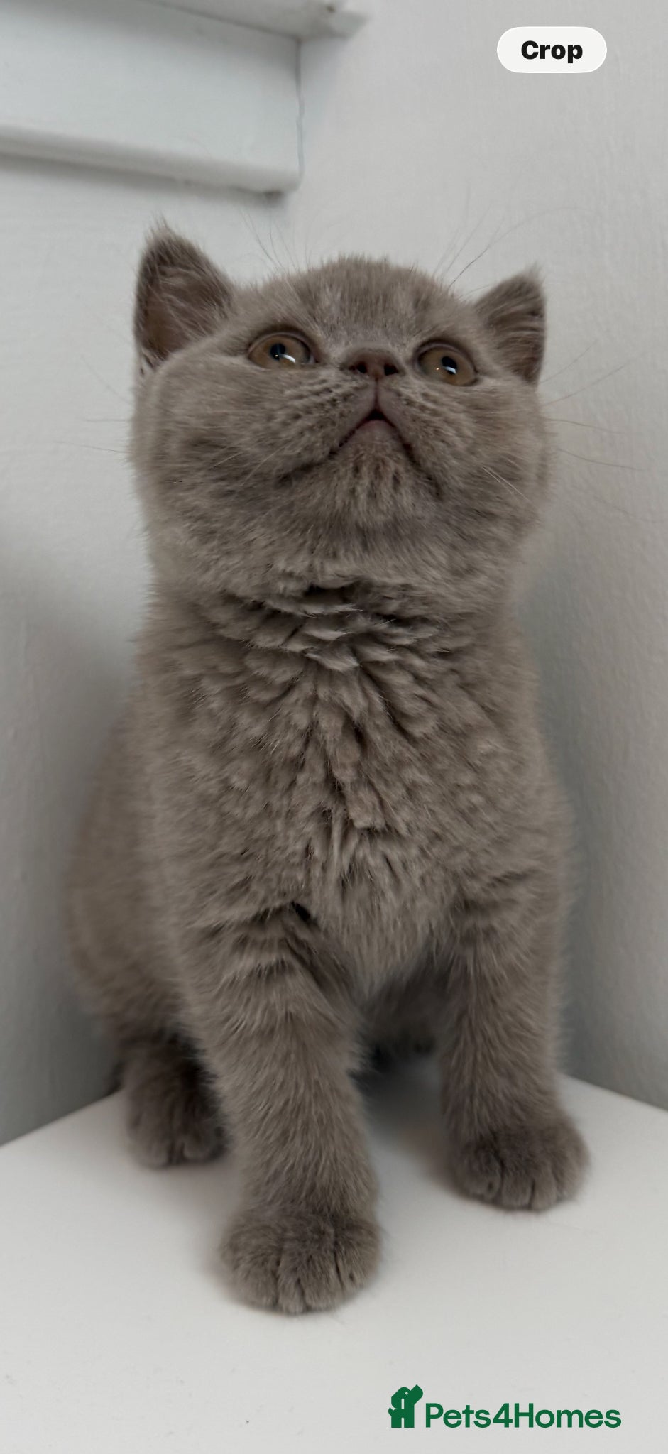 British Shorthair cats British shorthair  - Advert 15