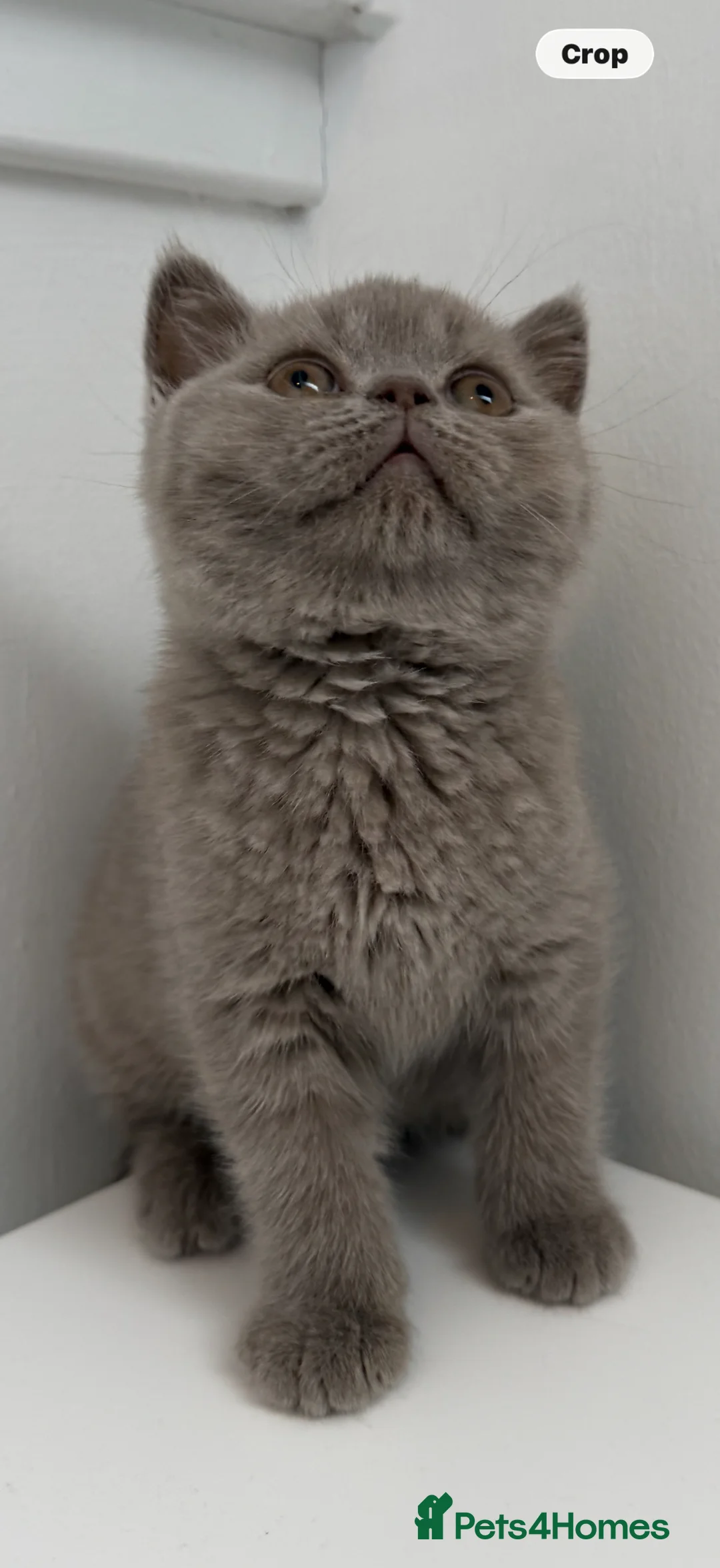 British Shorthair cats for sale: British shorthair  - Advert 2