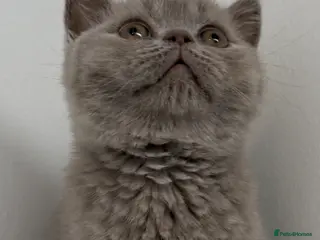 British Shorthair cats British shorthair - Advert 2
