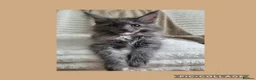 Maine Coon cats for sale: 🤍🐈‍⬛GORGEOUS 14 WEEK OLD MAINE COON KITTEN🐈‍⬛🤍 - Advert 3