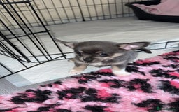 Chihuahua dogs for sale: ONE MALE LEFT READY FROM 3rd September - Image 14