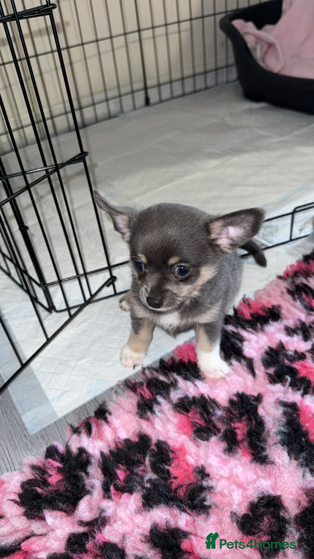 Chihuahua dogs for sale: ONE MALE LEFT READY FROM 3rd September - Image 14