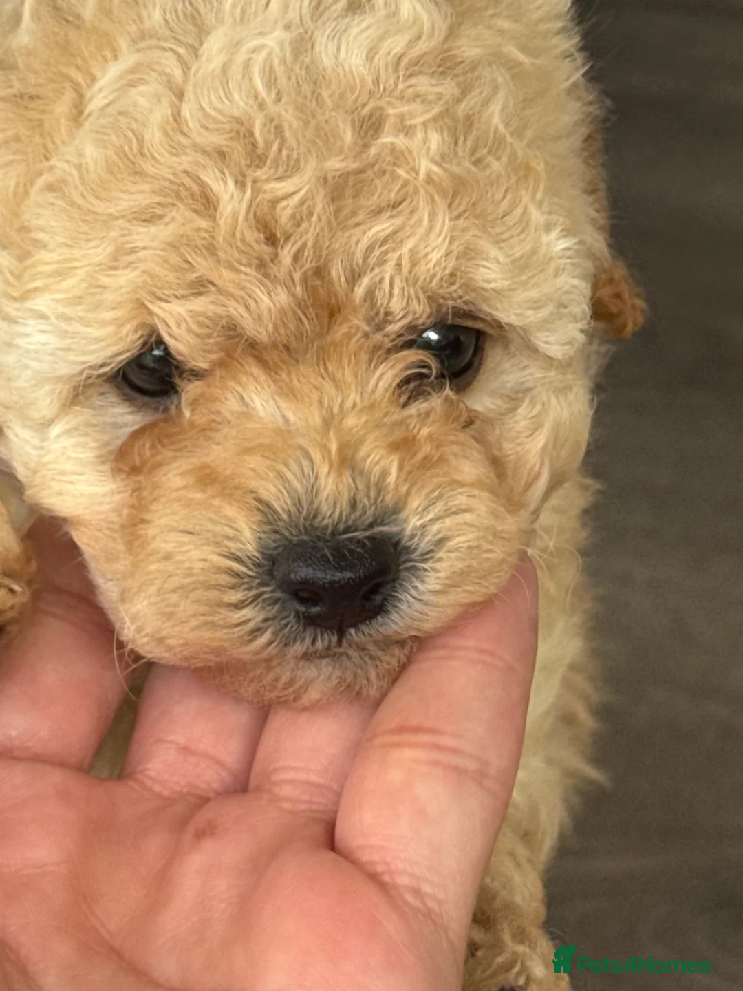 Toy Poodle dogs for sale: The cutest Toy poodle puppies - Advert 2
