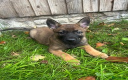 German Shepherd dogs for sale: Quality German Shepherd Cross Puppies  - Image 3