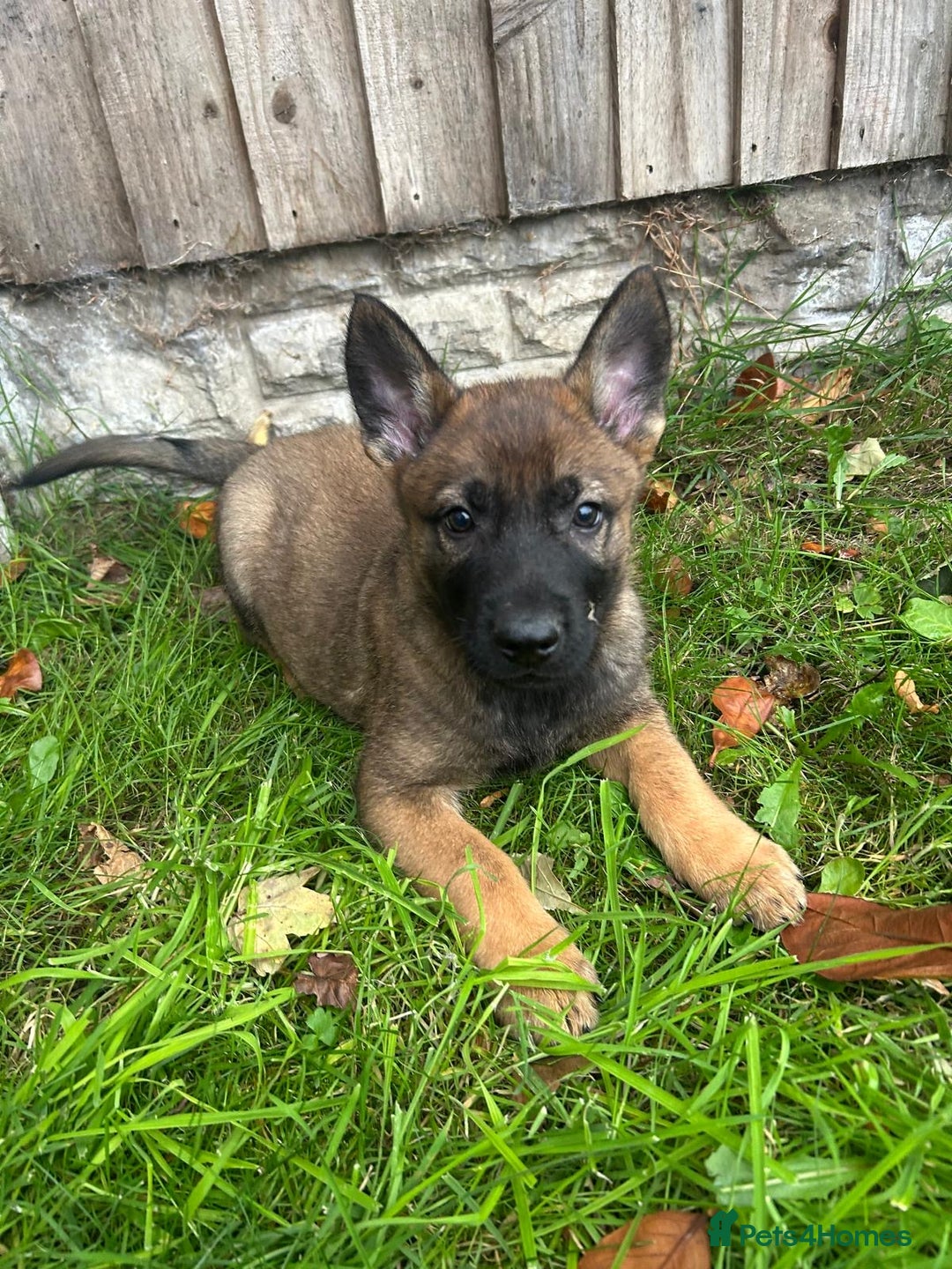 German Shepherd dogs for sale: Quality German Shepherd Cross Puppies  - Image 3