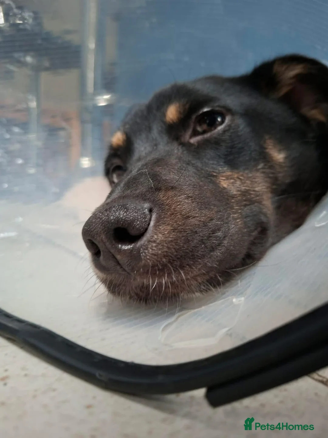 Mixed Breed dogs for adoption: Pepsi - North Walsham Norfolk  - Advert 3