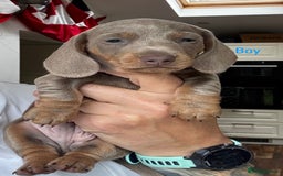 Miniature Dachshund dogs for sale: Adorable Smooth Haired Mini Daxis PRA CLEAR - Image 2
