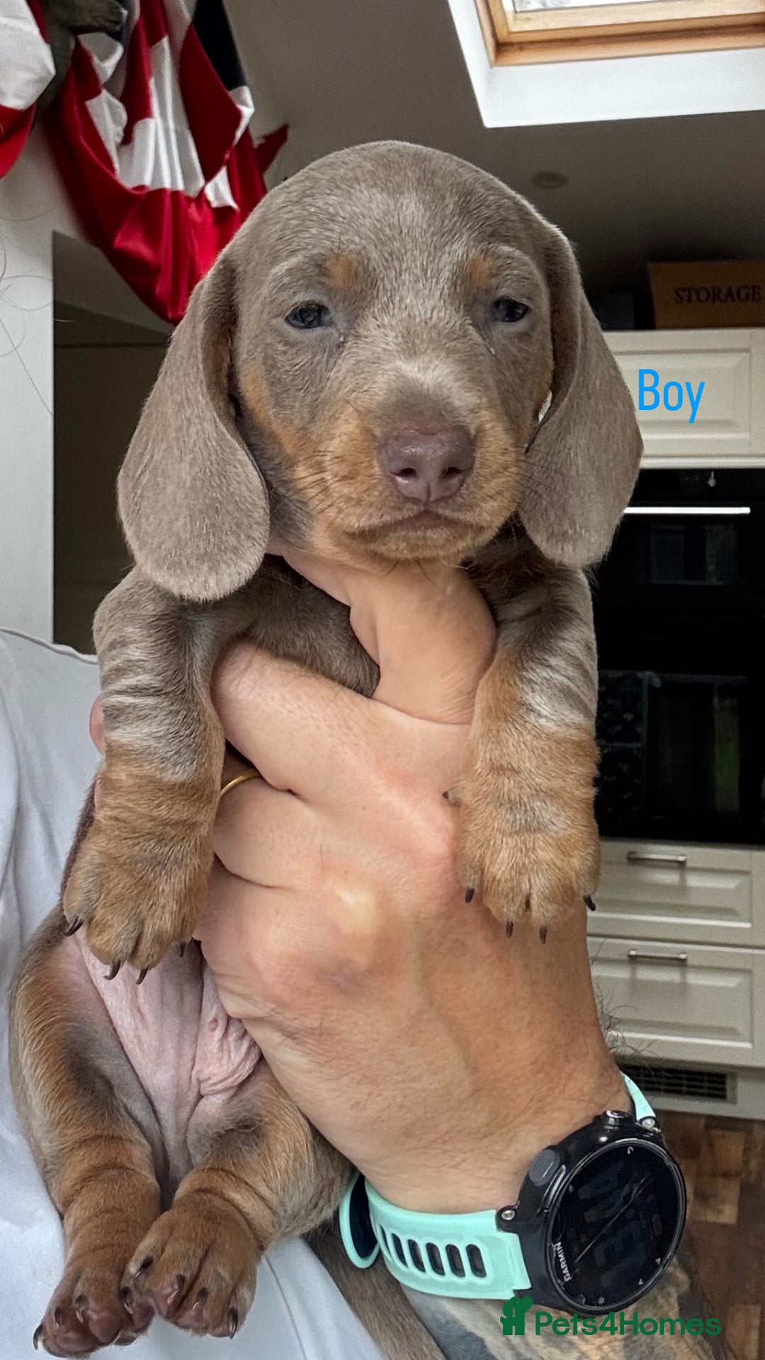 Miniature Dachshund dogs for sale: Adorable Smooth Haired Mini Daxis PRA CLEAR - Image 2