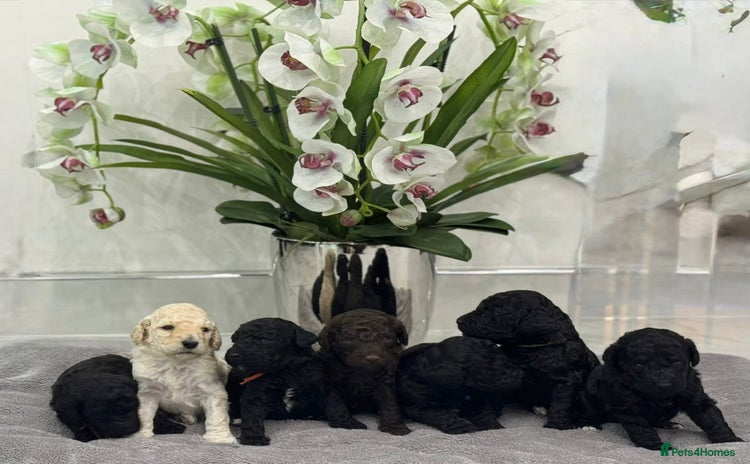 Standard Poodle dogs - Advert 3