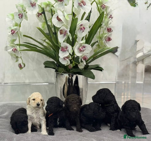 Standard Poodle dogs - Advert 3